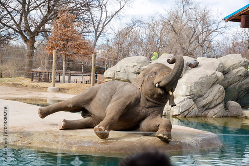 Denver Zoo, Denver, Colorado, USA - March 02, 2026: Elephant raising its trunk in a wildlife park habitat