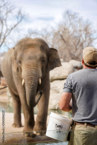 Denver Zoo, Denver, Colorado, USA - March 02, 2026: Elephant trainer interacting with an elephant during a public demonstration at a zoo.