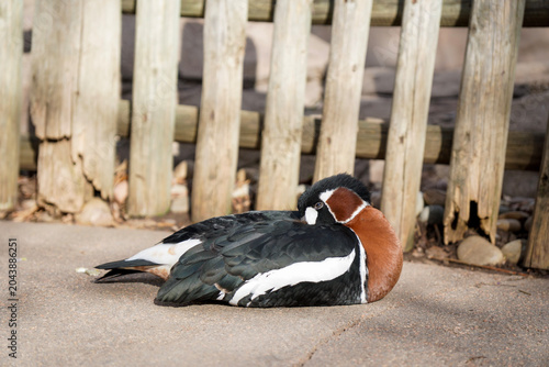 Duck sitting and grooming feathers