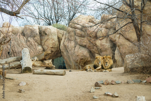 Photography Denver, Colorado, USA - March 02, 2026: Lions resting in a rocky enclosure with