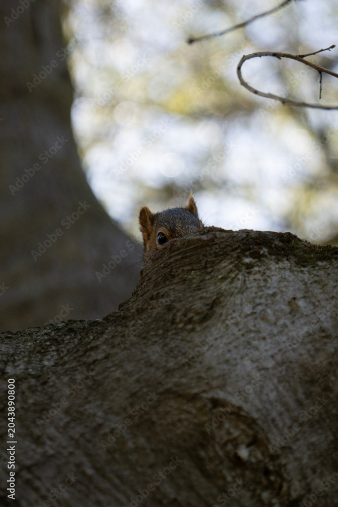 Obraz premium Close-up portrait of a curious squirrel on a tree branch in natural light
