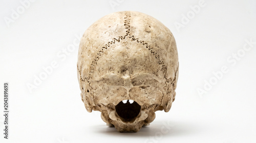 Human skull back view showing detailed cranial sutures and foramen magnum isolated on bright white background