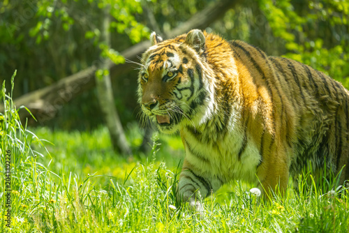 Canvas Print Siberian or Amur tiger