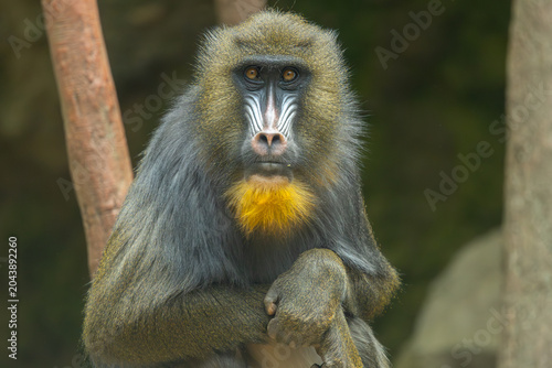 Εκτύπωση καμβά female mandrill portrait, Bronx Zoo. New York.