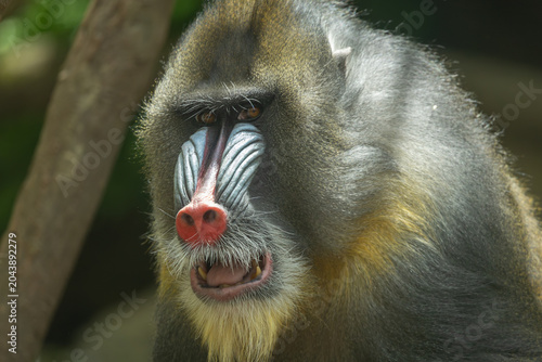 Foto Male mandrill portrait, Bronx Zoo. New York.