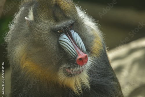 Photography Male mandrill portrait, Bronx Zoo. New York.