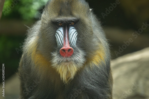 Foto Male mandrill portrait, Bronx Zoo. New York.