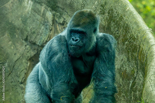 Photography Western lowland gorilla silverback in the Bronx Zoo, New York.