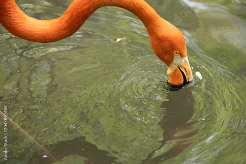 Canvas Print American flamingo in the Bronx Zoo, New York