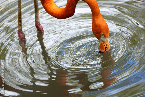 Φωτογραφία American flamingo in the Bronx Zoo, New York