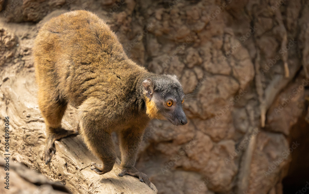 Fototapeta premium Common brown lemur in the Bronx Zoo, New York