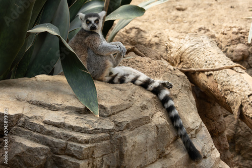 Obraz na płótnie Ring-tailed lemur in the Bronx Zoo, New York
