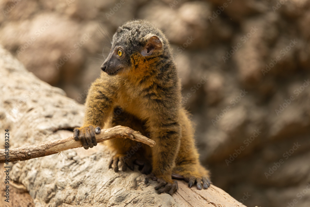 Fototapeta premium Common brown lemur in the Bronx Zoo, New York