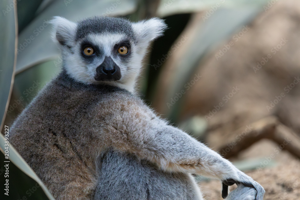Fototapeta premium Ring-tailed lemur in the Bronx Zoo, New York