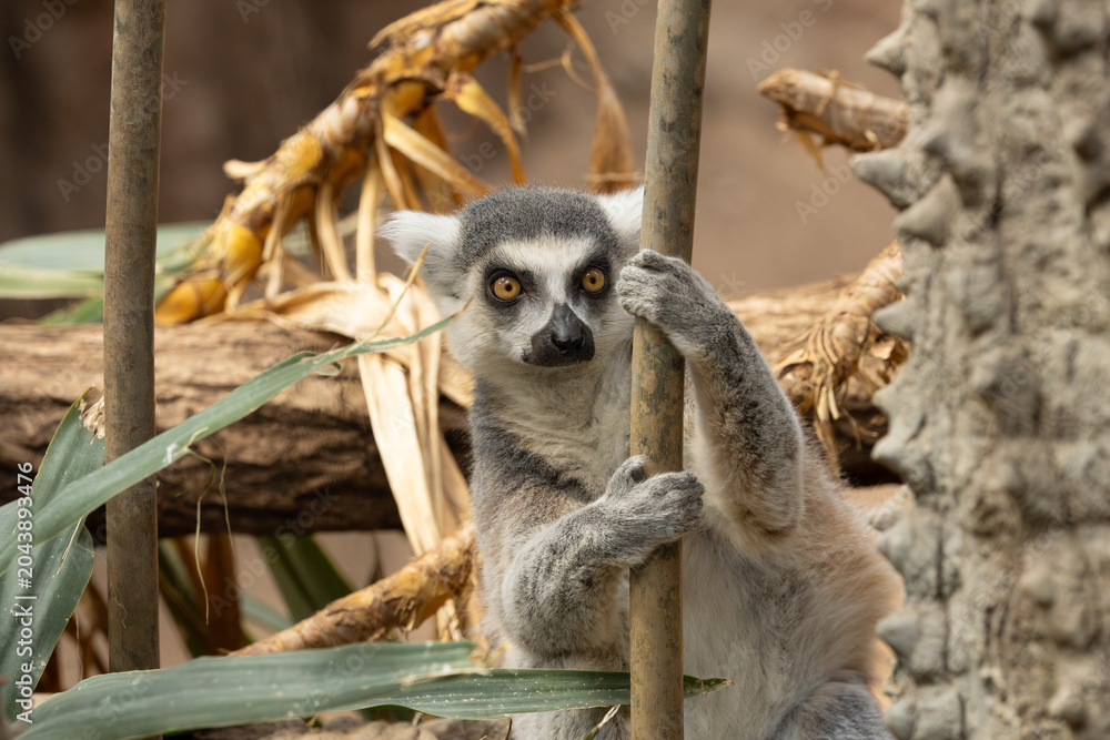 Obraz premium Ring-tailed lemur in the Bronx Zoo, New York