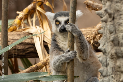 Foto Ring-tailed lemur in the Bronx Zoo, New York