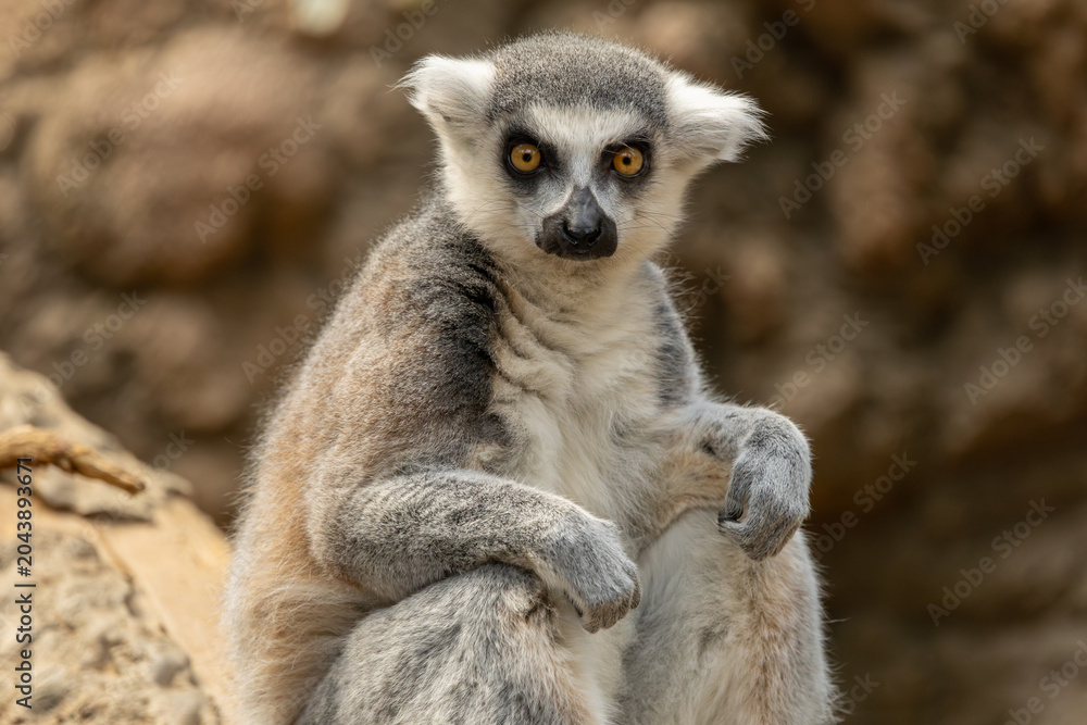 Obraz premium Ring-tailed lemur in the Bronx Zoo, New York