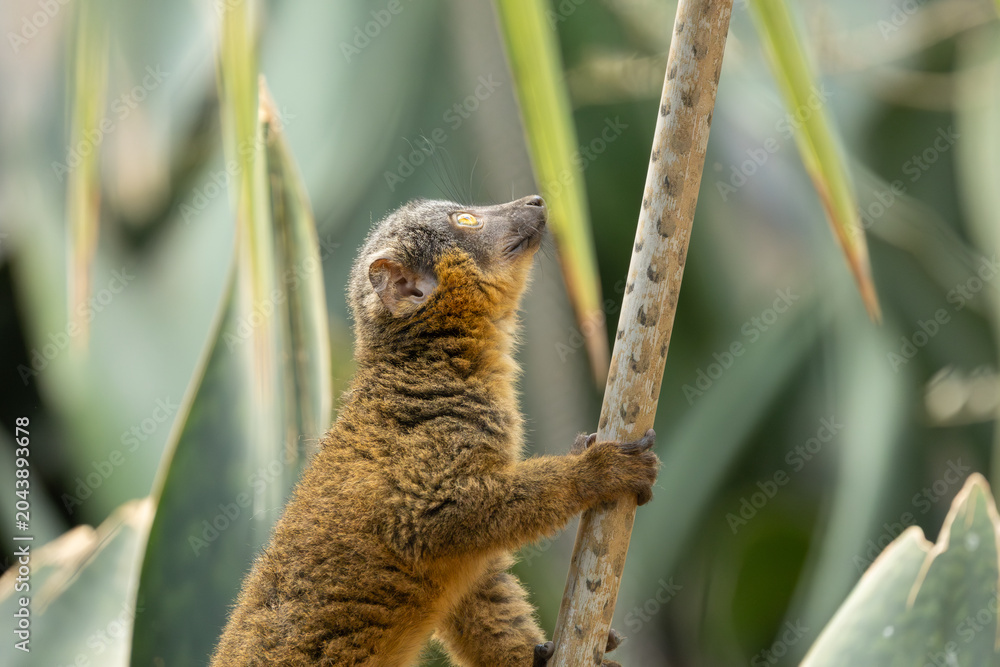 Obraz premium Common brown lemur in the Bronx Zoo, New York