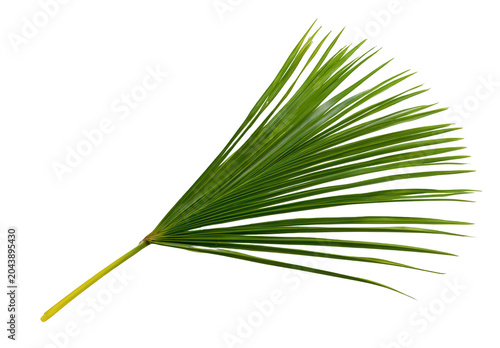 A green palm leaf on transparent background
