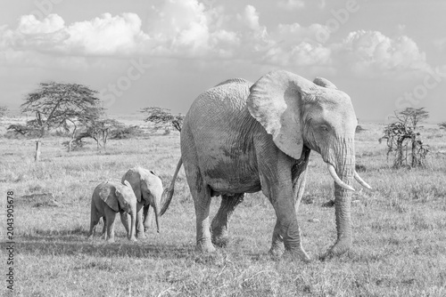 Photography Elephant Buddies