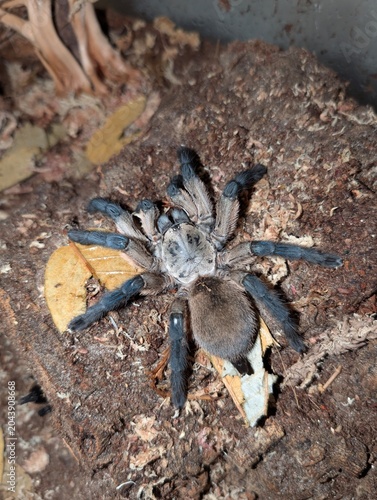 фотографія M. Balfouri Tarantula