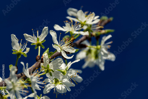 Bild auf Leinwand Prunus avium inflorescence with white corolla and yellow stamens on woody branch
