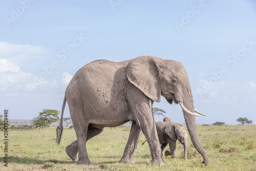 Tablou pe pânză Mommy Elephant and Baby