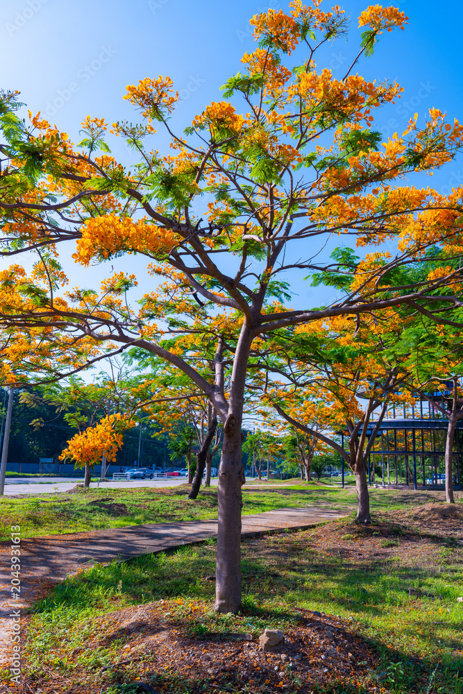 Fototapeta premium The Royal Poinciana Tree. Flamboyant flametree with royal orange poinciana flowers brightening park under clear blue sky Flam-boyant
