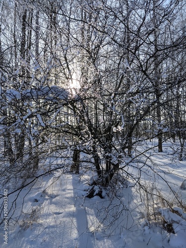 Sunlight through snow-covered trees in winter forest