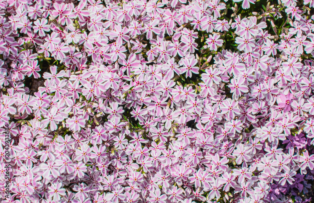Fototapeta premium 一面の芝桜