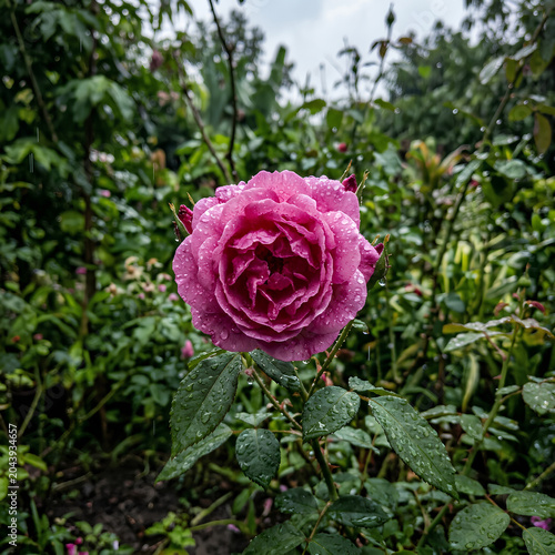 Closeup of a vibrant pink rose in a lush garden setting.