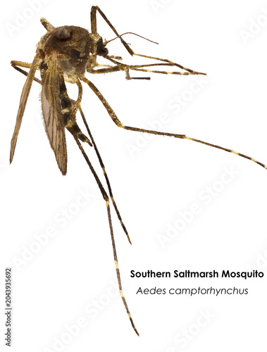 Photos Close-up of Southern Saltmarsh Mosquito (Aedes camptorhynchus) with common and binomial nomenclature