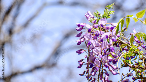Cuadro en lienzo 藤の花