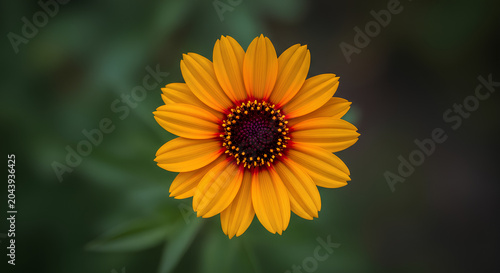 Closeup of a vibrant sunflower in full bloom capturing its intricate details.