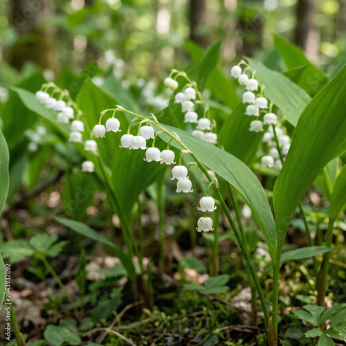 Closeup of blooming Lily of the Valley flowers in a forest setting.