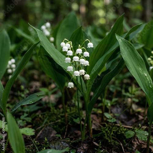 Closeup of Lily of the Valley flowers blooming in a forest setting 1.