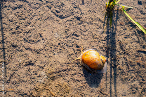 Golden apple snail creeping on the muddy bottom of a flooded rice paddy field. A common agricultural pest in rural farming landscapes threatening sustainable rice cultivation and food security.