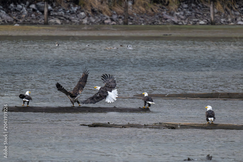 Bald Eagles Gathering on Log Wood in the Coeur D'Alene Lake, Idaho