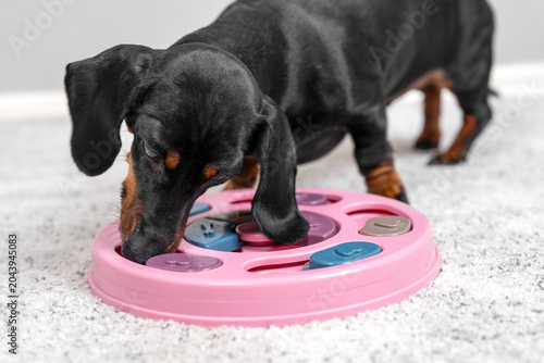 Bild auf Leinwand Black and brown dachshund dog sniffing and solving a pink circular puzzle toy on a carpet, pet enrichment and training concept