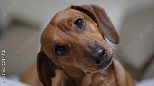 Cute dachshund dog with head tilted looking at camera close up