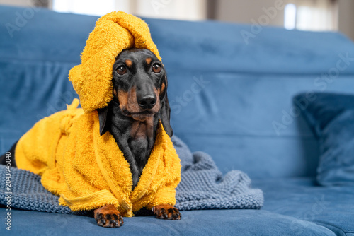 Bild auf Leinwand A black and tan dachshund in a yellow fluffy robe with a towel on his head sits