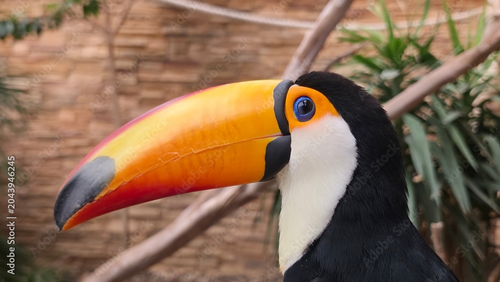 Obraz premium Detailed portrait of a toco toucan highlighting its striking orange bill, blue eye ring, and black-and-white plumage.