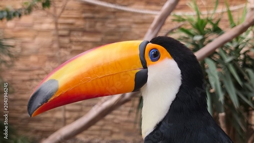 Tableau sur toile Detailed portrait of a toco toucan highlighting its striking orange bill, blue eye ring, and black-and-white plumage