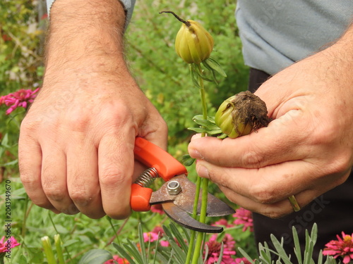 Man hands cutting a dried dahlia flower head with a bypass shears to collect the seeds in a garden. Cutting a dried flower head to collect the seeds. Gardening concept.