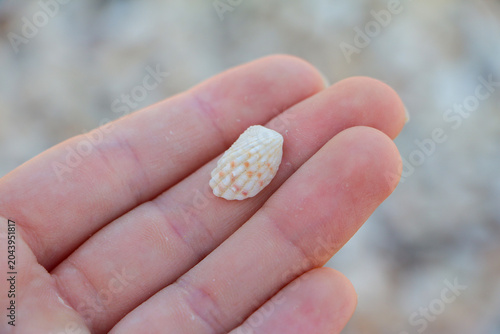 Canvastavla Shell held in hand showing natural seashell found on the beach