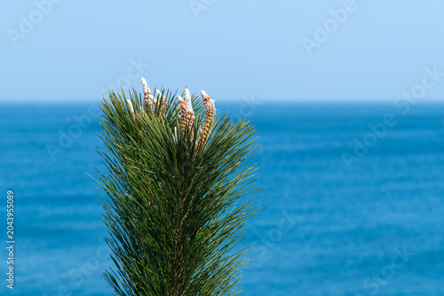 Close up of green pine tree top branch against blue sea