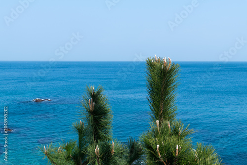Green pine tree top overlooking blue ocean horizon
