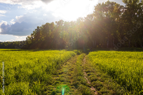 Photos Tiny gnats swarming above a rustic dirt track in a vibrant green meadow, illumin