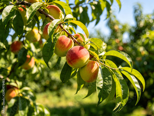 Branches laden with peaches under the sunlight