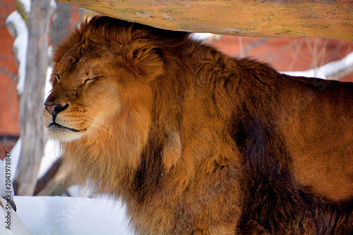 Bild auf Leinwand Playing in snow lion is one of the four big cats in the genus Panthera, and a member of the family Felidae